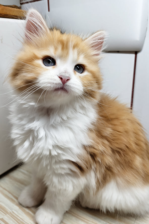 Daphnis | Siberian Kitten