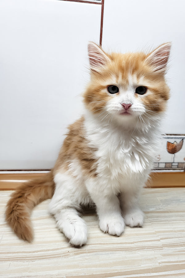 Daphnis | Siberian Kitten