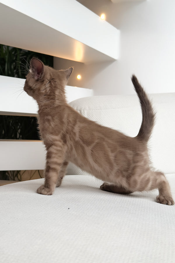 Dragon | Bengal Kitten