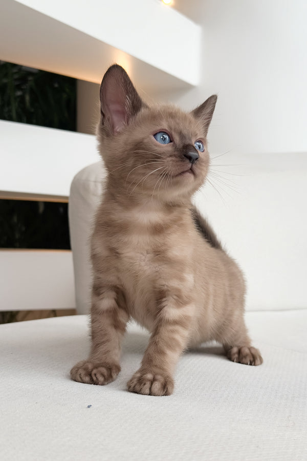 Dragon | Bengal Kitten