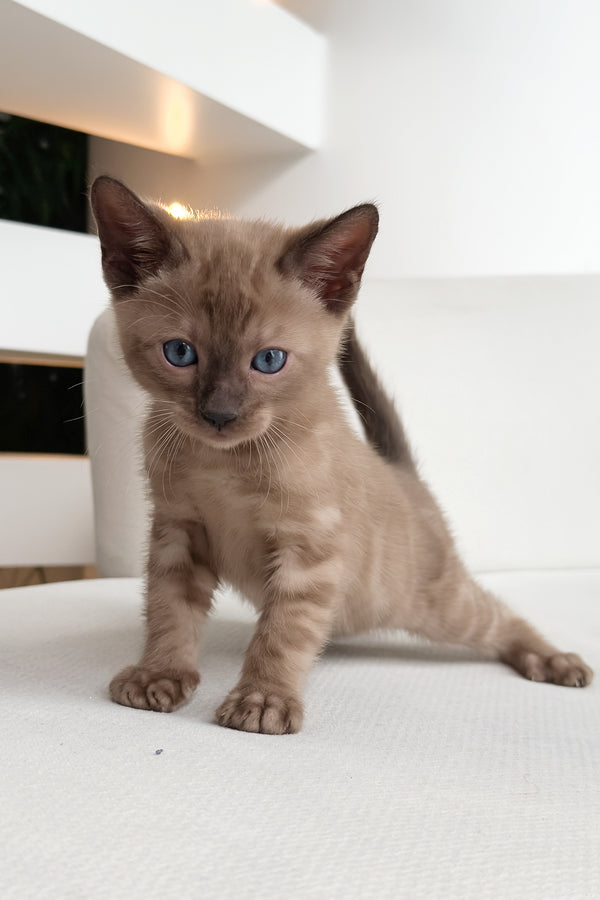 Dragon | Bengal Kitten