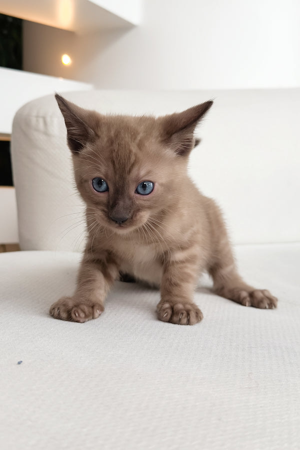 Dragon | Bengal Kitten