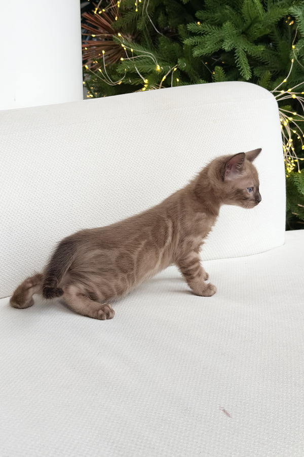 Dragon | Bengal Kitten