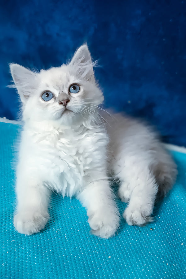 Dakota | Siberian Kitten
