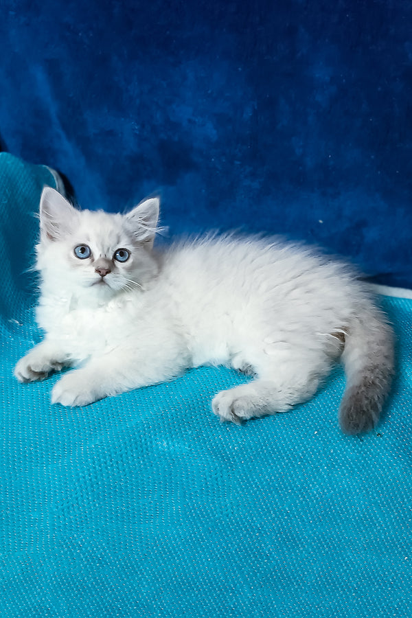 Dakota | Siberian Kitten