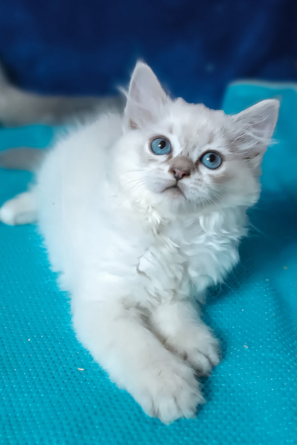 Dakota | Siberian Kitten
