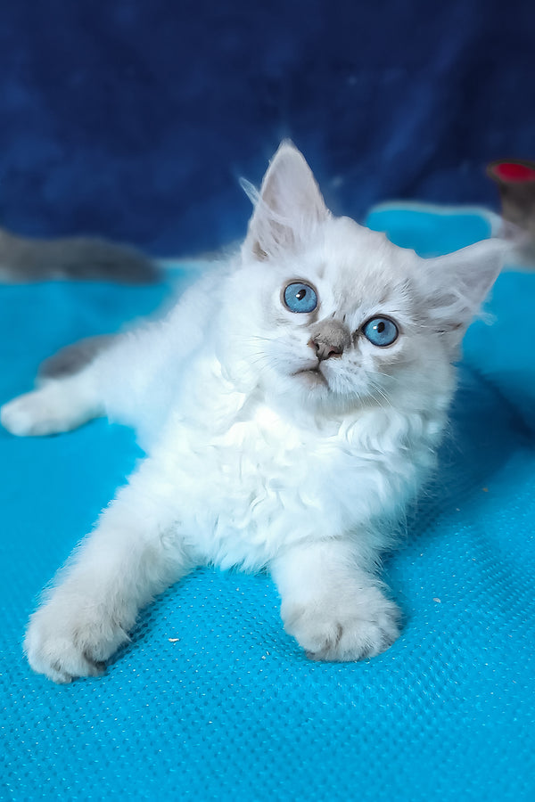 Dakota | Siberian Kitten