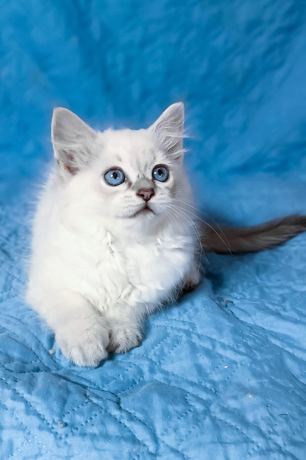 Dakota | Siberian Kitten