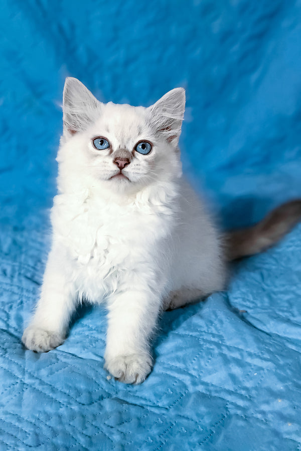 Dakota | Siberian Kitten
