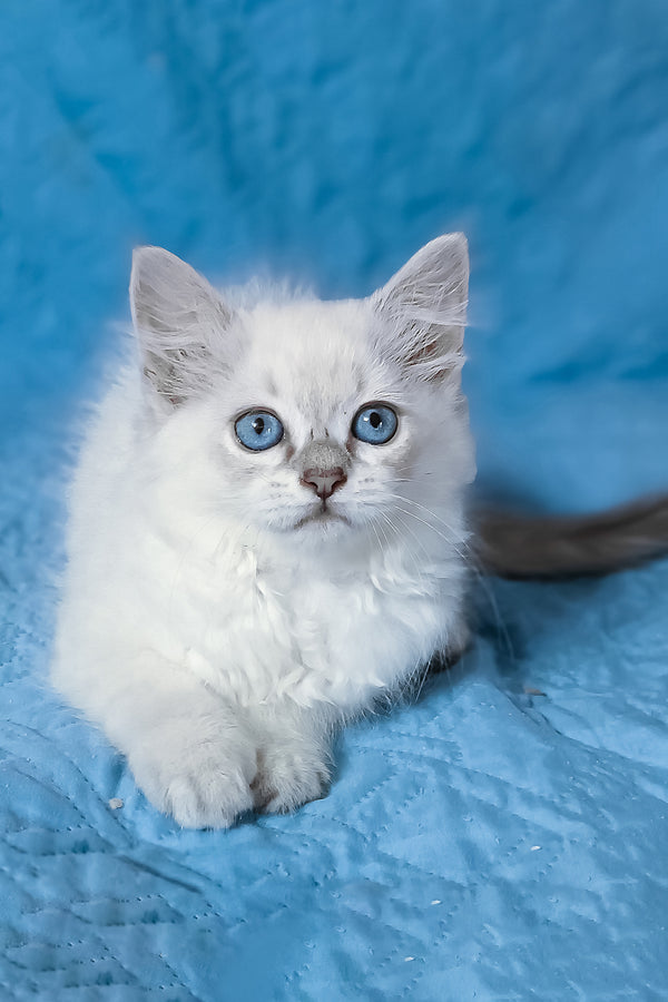 Dakota | Siberian Kitten