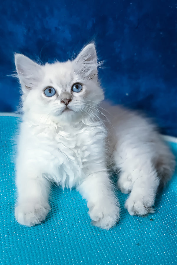 Dakota | Siberian Kitten