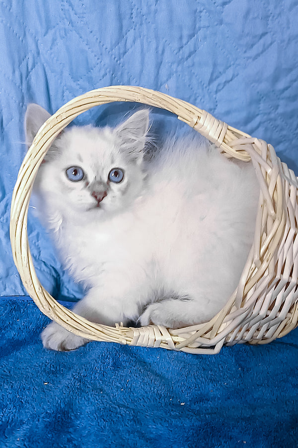 Dakota | Siberian Kitten