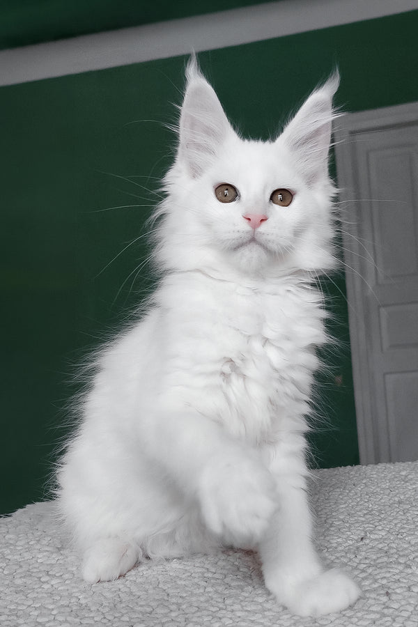 Daenerys | Maine Coon Kitten