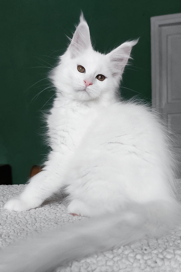 Daenerys | Maine Coon Kitten
