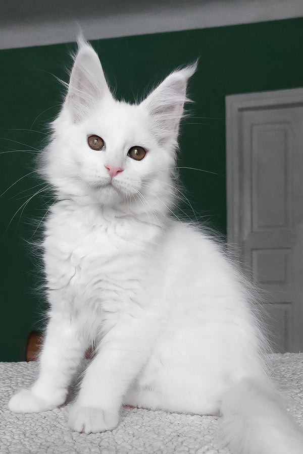 Daenerys | Maine Coon Kitten