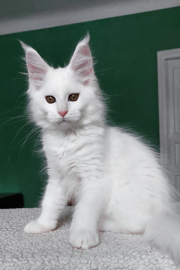 Daenerys | Maine Coon Kitten