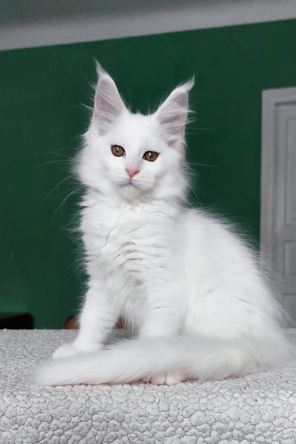 Daenerys | Maine Coon Kitten