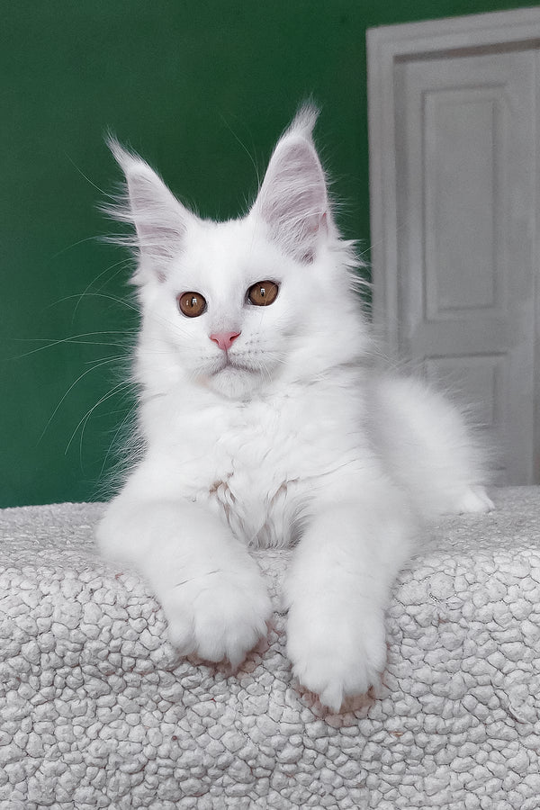 Daenerys | Maine Coon Kitten