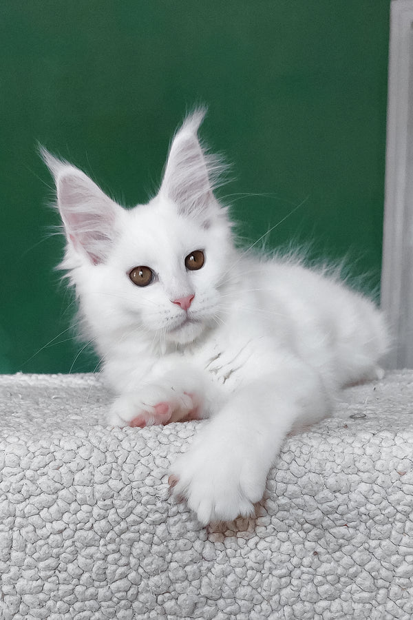 Daenerys | Maine Coon Kitten