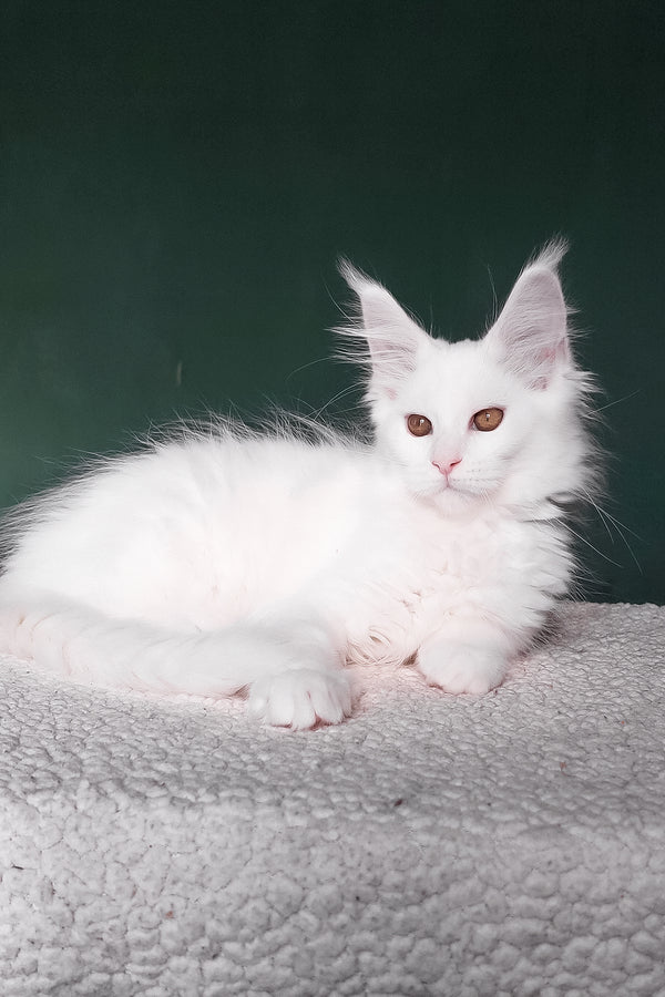 Daenerys | Maine Coon Kitten