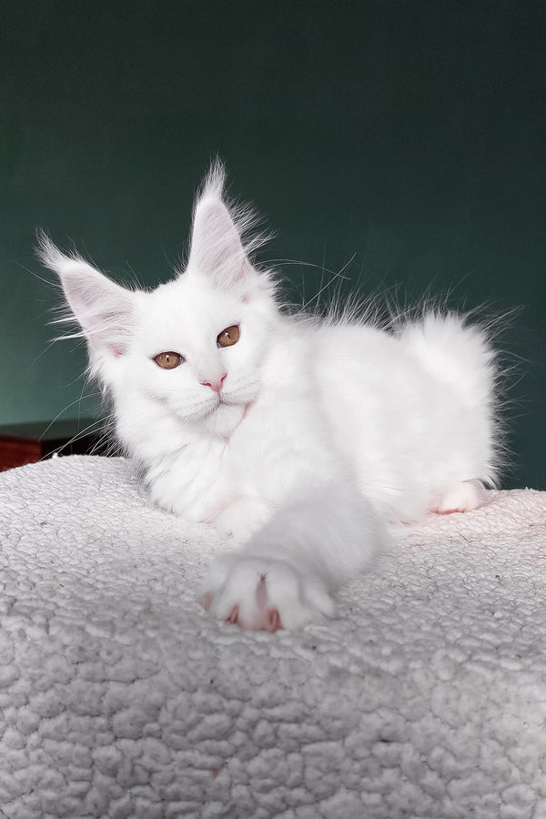 Daenerys | Maine Coon Kitten