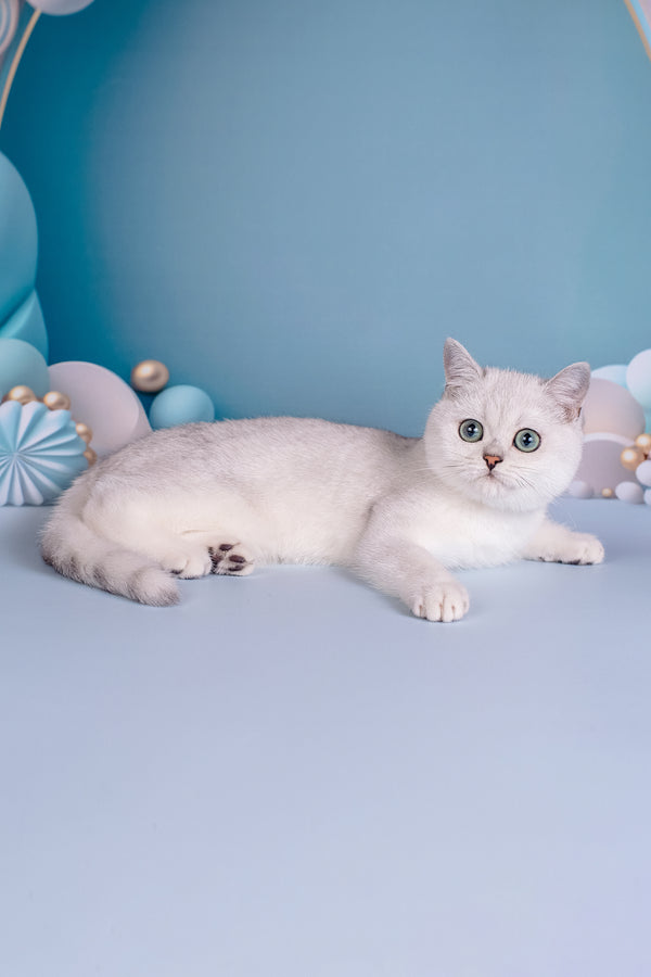 Dafna | British Shorthair Kitten