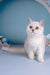 Dafna | British Shorthair Kitten