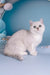 Dafna | British Shorthair Kitten