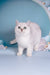 Dafna | British Shorthair Kitten