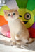 Daisy | British Shorthair Kitten