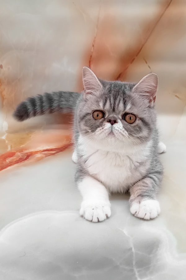 Daisy | Exotic Shorthair Kitten