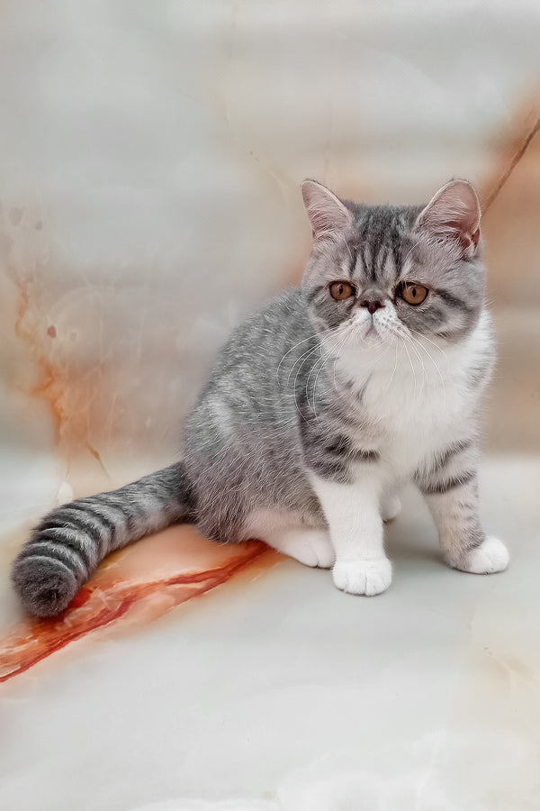 Daisy | Exotic Shorthair Kitten