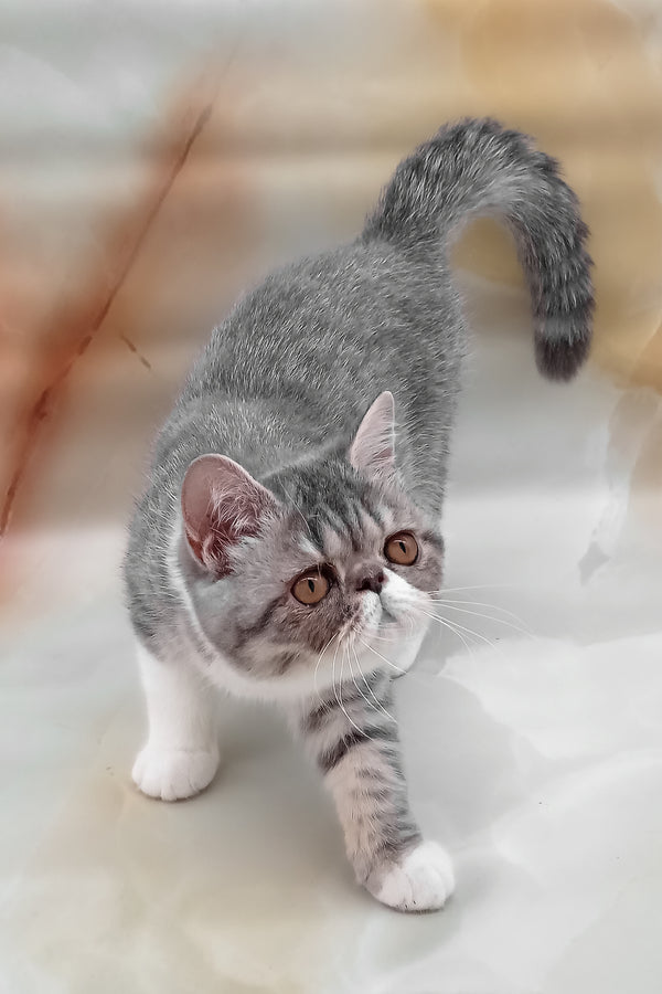Daisy | Exotic Shorthair Kitten
