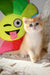 Daisy | British Shorthair Kitten