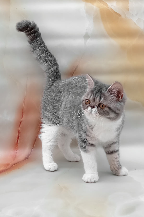 Daisy | Exotic Shorthair Kitten