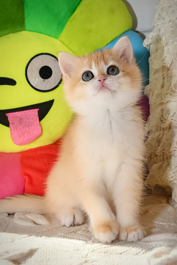 Daisy | British Shorthair Kitten