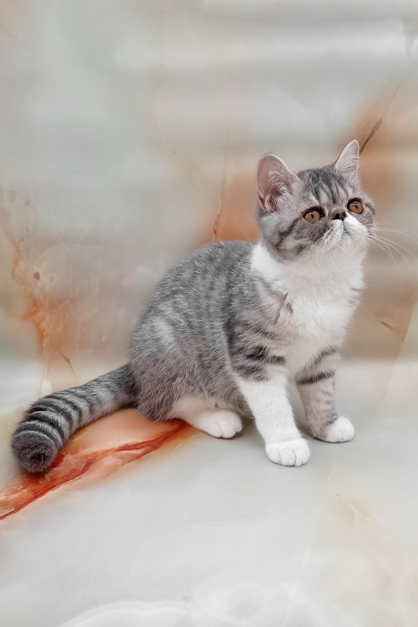 Daisy | Exotic Shorthair Kitten