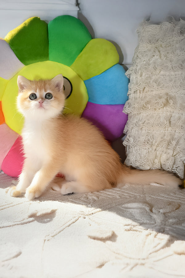 Daisy | British Shorthair Kitten