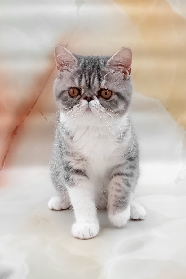 Daisy | Exotic Shorthair Kitten