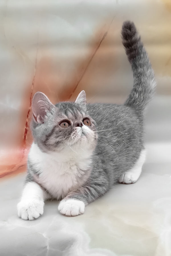 Daisy | Exotic Shorthair Kitten