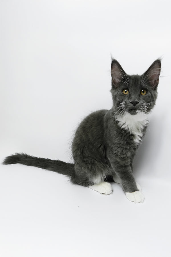 Daisy | Maine Coon Kitten