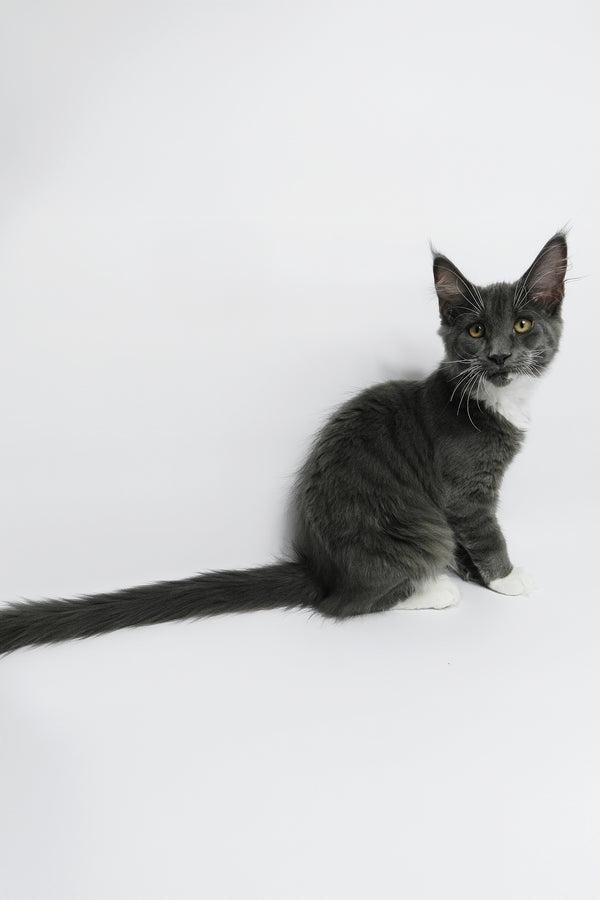 Daisy | Maine Coon Kitten