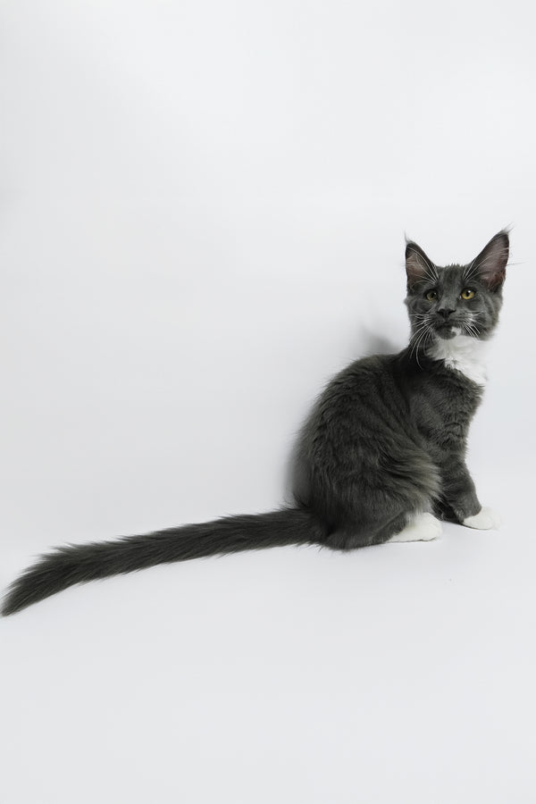 Daisy | Maine Coon Kitten