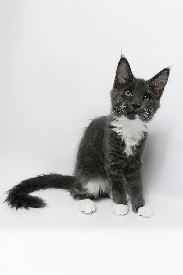 Daisy | Maine Coon Kitten