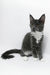 Daisy | Maine Coon Kitten