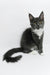 Daisy | Maine Coon Kitten
