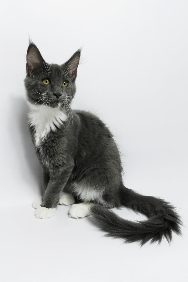 Daisy | Maine Coon Kitten