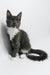 Daisy | Maine Coon Kitten