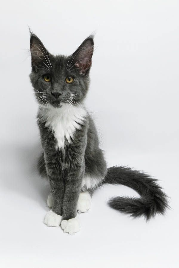 Daisy | Maine Coon Kitten