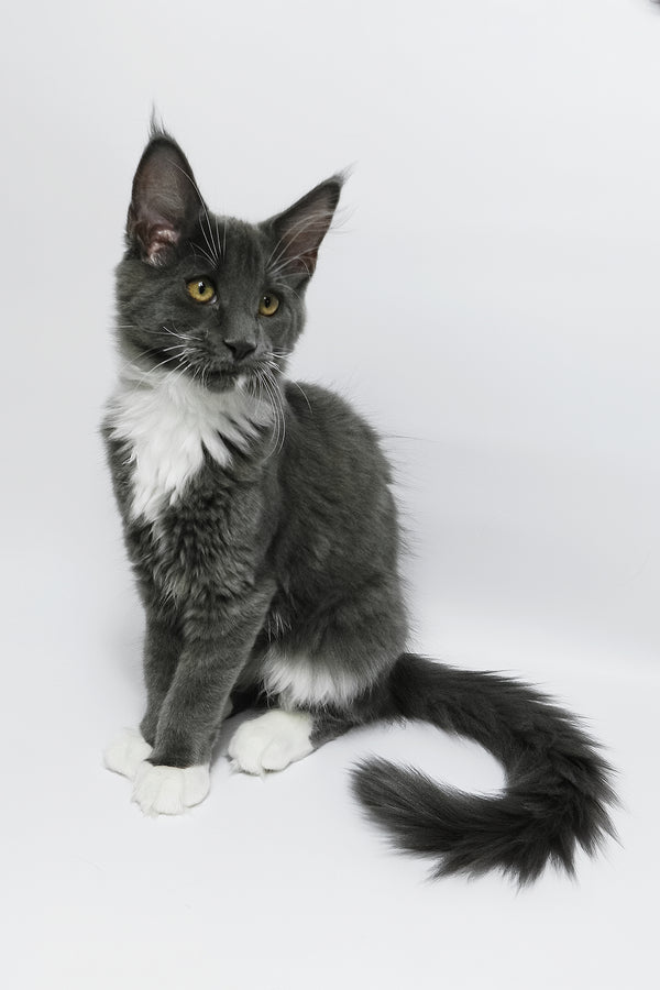 Daisy | Maine Coon Kitten